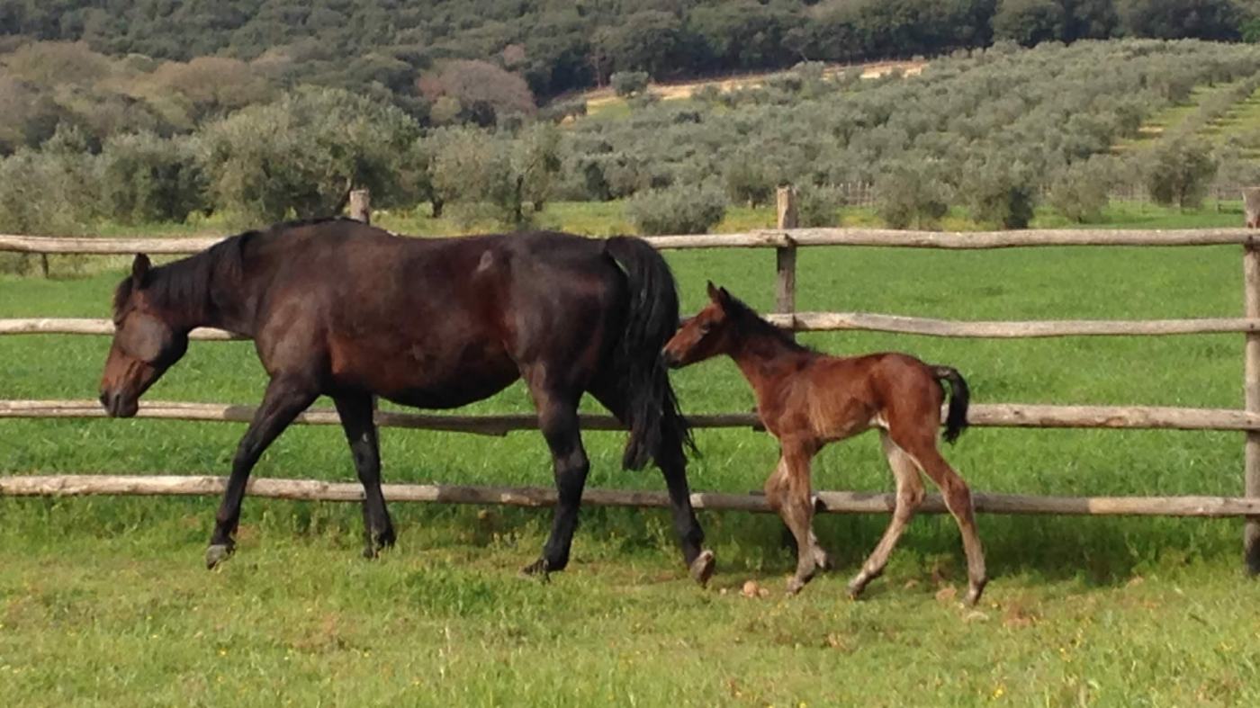 ilmioamicocavallo – Il mio amico cavallo